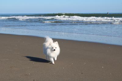 夏の海