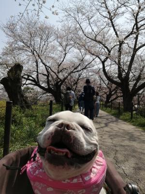 権現堂桜堤でのお花見