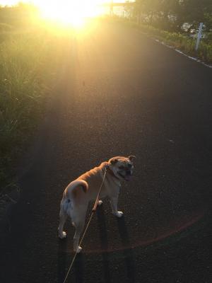 夕陽をバックに