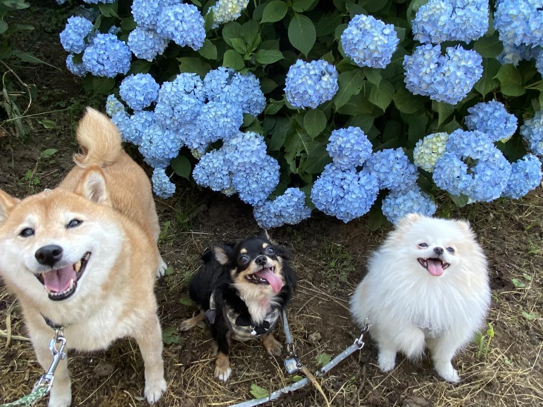 紫陽花とニコニコ犬