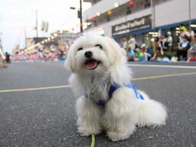 そ～れそれそれお祭りだ！