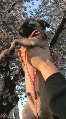 これが桜だよ！