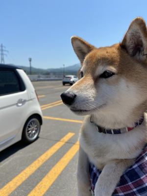 青空と桃太郎