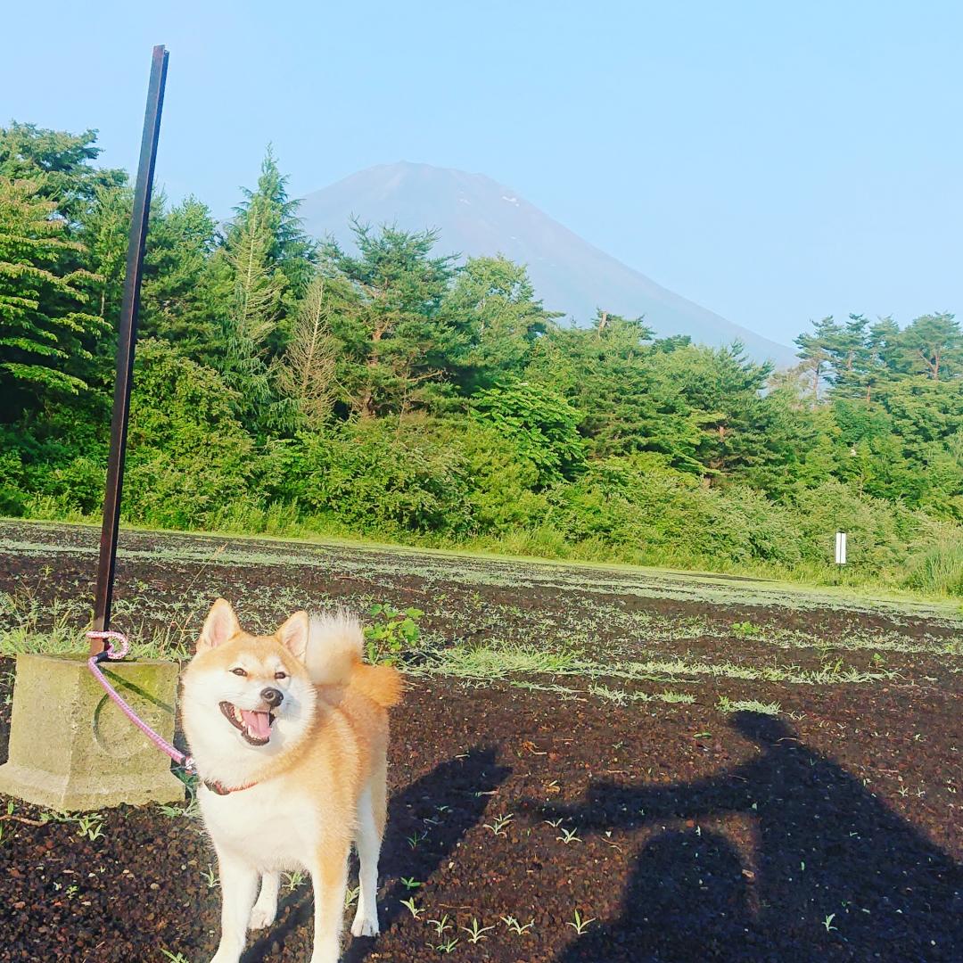 愛犬と富士山