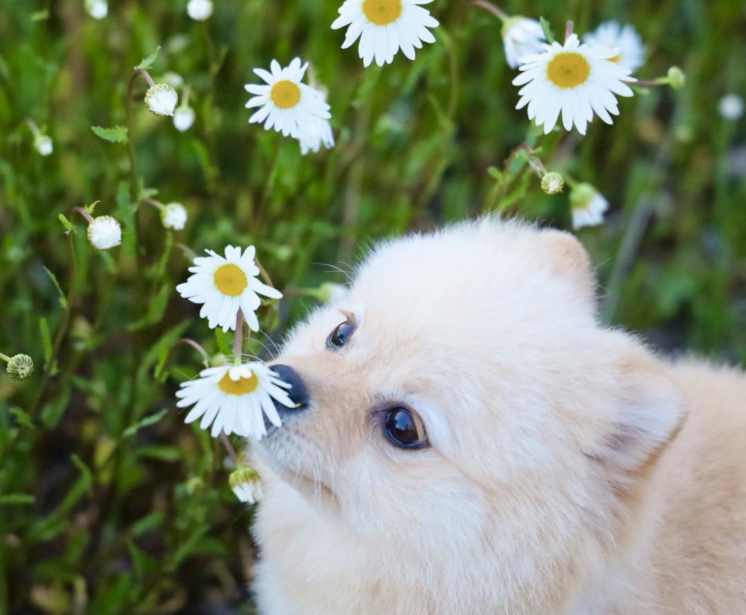 花香る犬