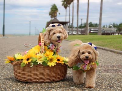 夏だね～☆