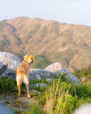 初めての山散歩