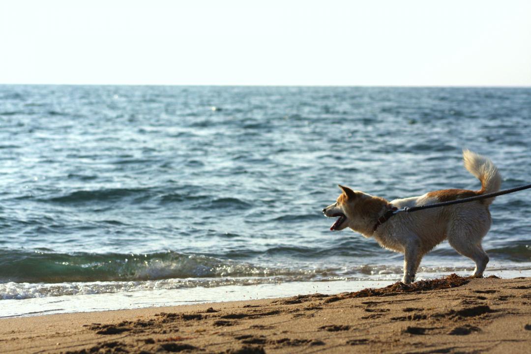 初めての海