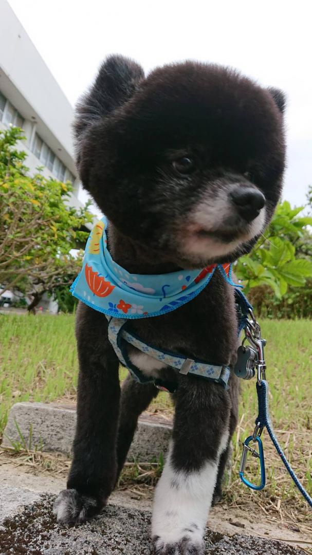 小熊にへぇーんしぃーん もかちっちさんの投稿写真 犬 愛犬フォトコンテスト イヌトミィ