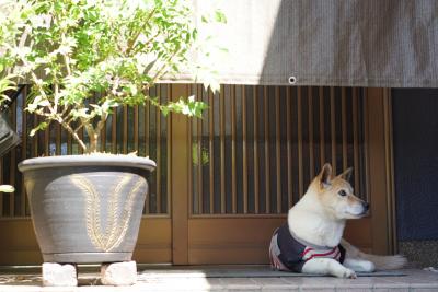 我が家の番犬ちゃん