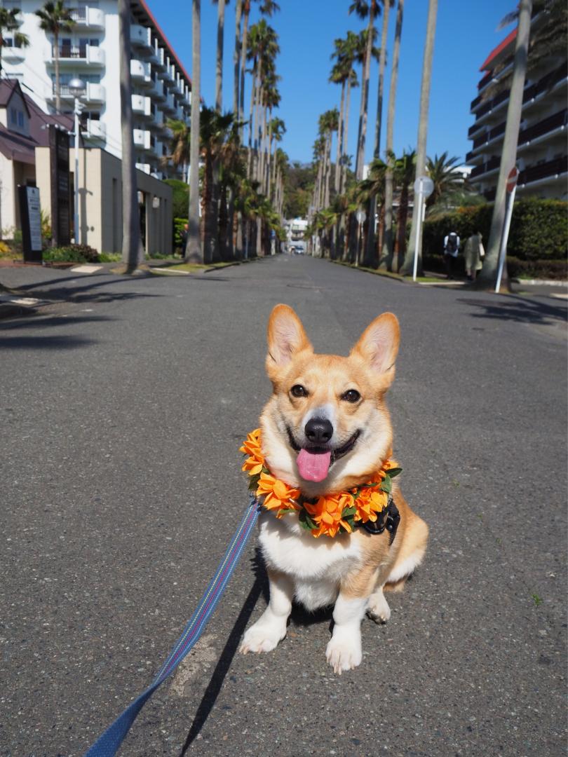 ヤシの木の下でにっこり☆