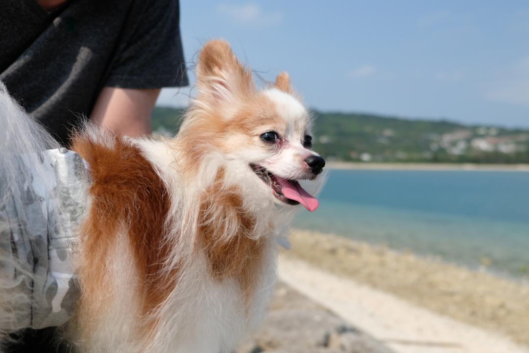 早くまた海に行きたい