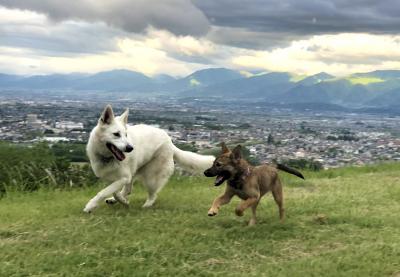 甲府盆地の見える丘で 子犬と。