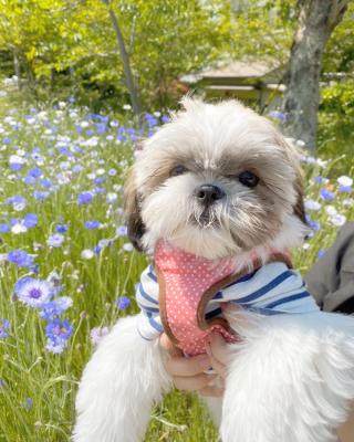 お花とわたち。