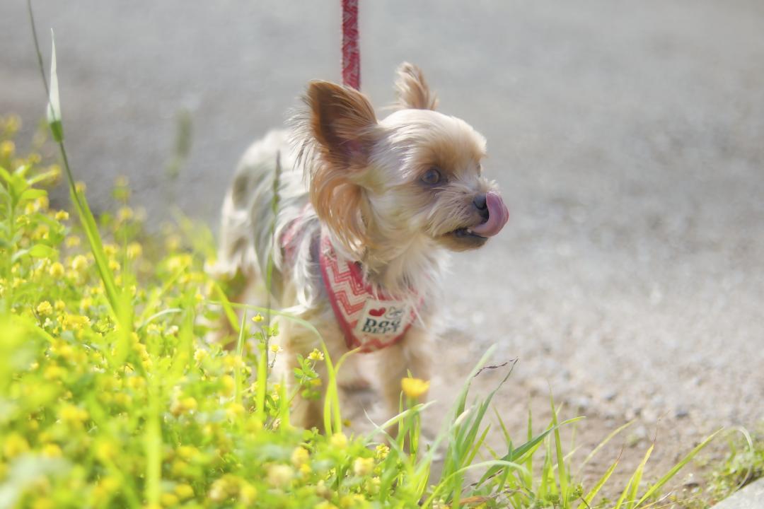 舌ぺろと道の花々