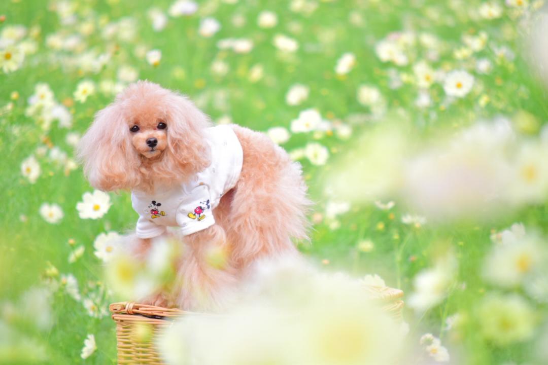 お花畑の妖精さん