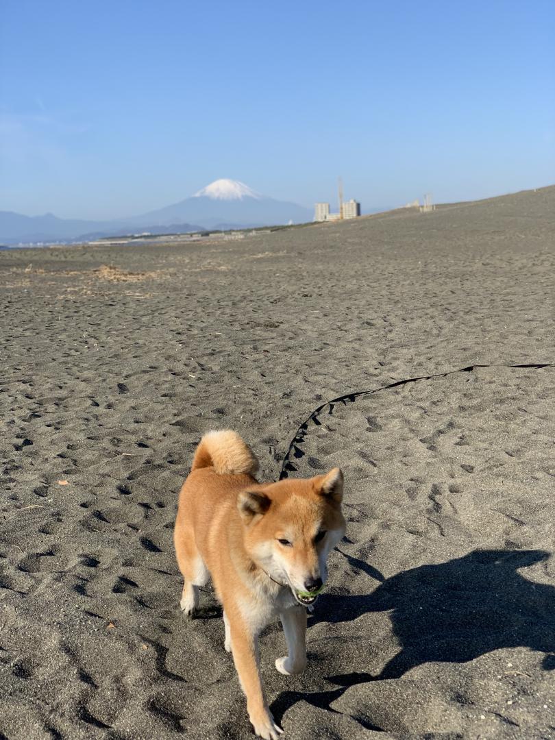 富士山とこてつ