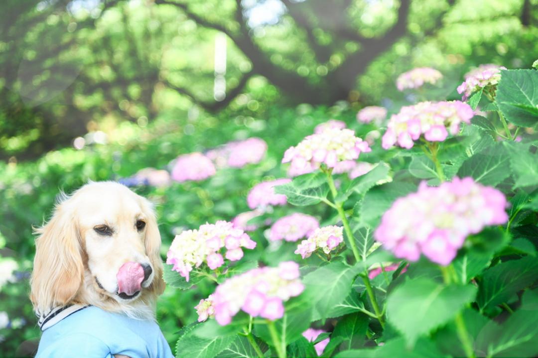 たべちゃダメよん♪