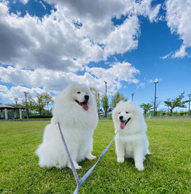 青い空 緑の草原 白い雲withモフモフ