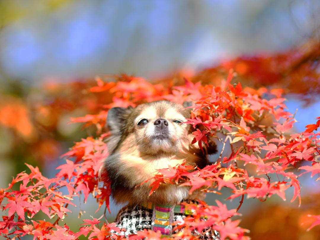 紅葉狩りも楽じゃないよね～