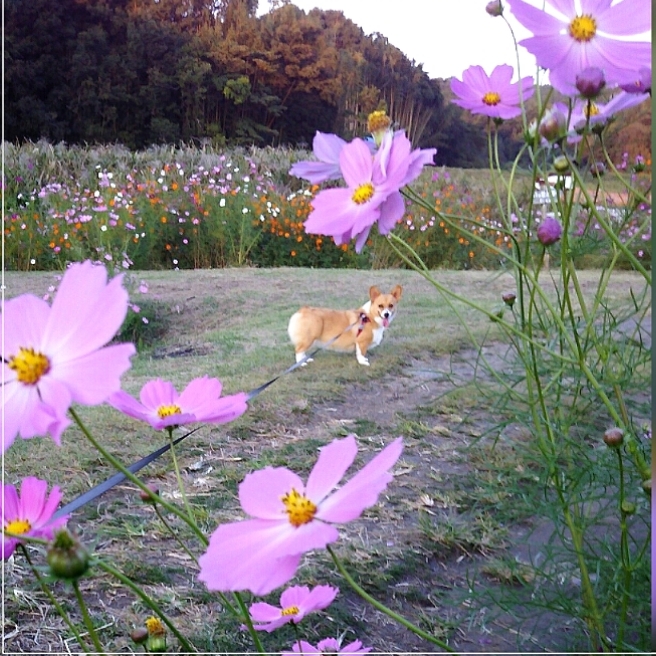 シュラと秋桜