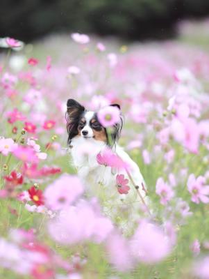 秋桜の髪飾り