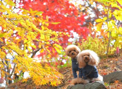 紅葉