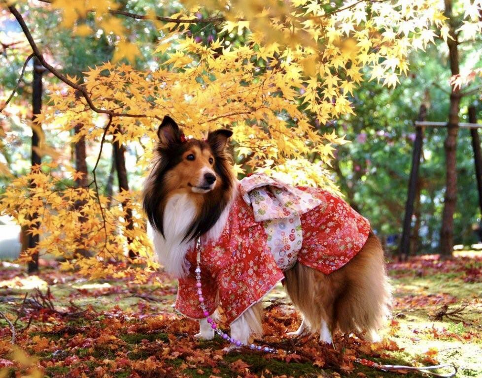晴れ着を着て秋の京都で紅葉狩り