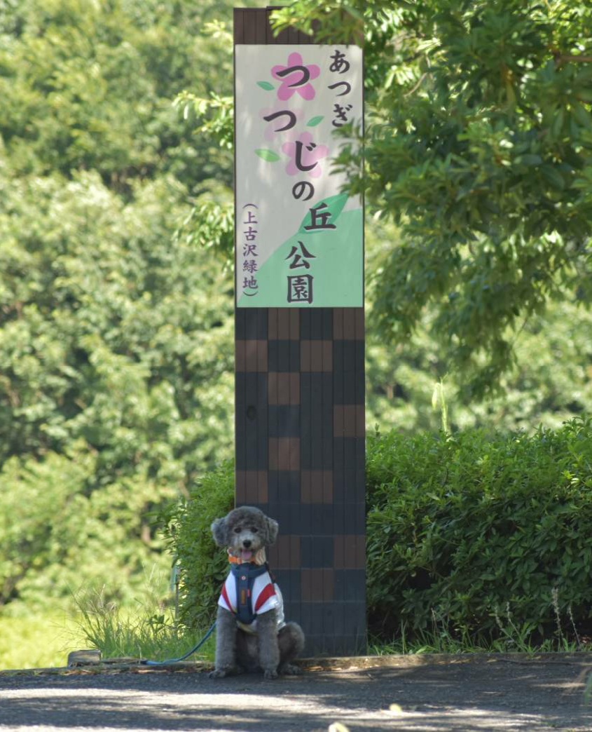 森に来たよ