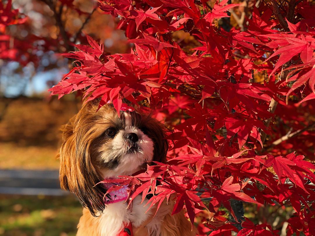 綺麗な紅葉～♩