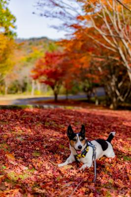 もみじ狩り