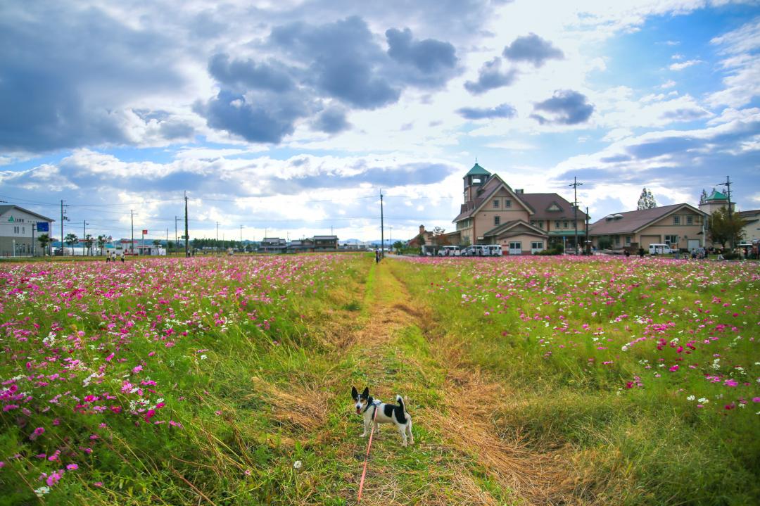 秋晴れの空と秋桜