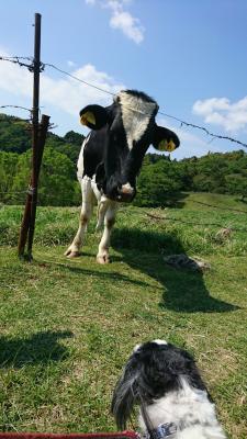 初めて見る牛さんに驚き