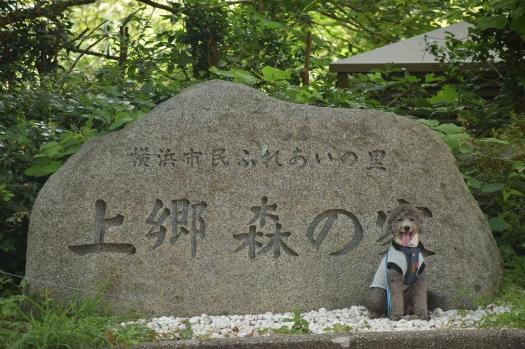 上郷森の犬