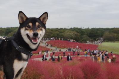 紅葉したコキア