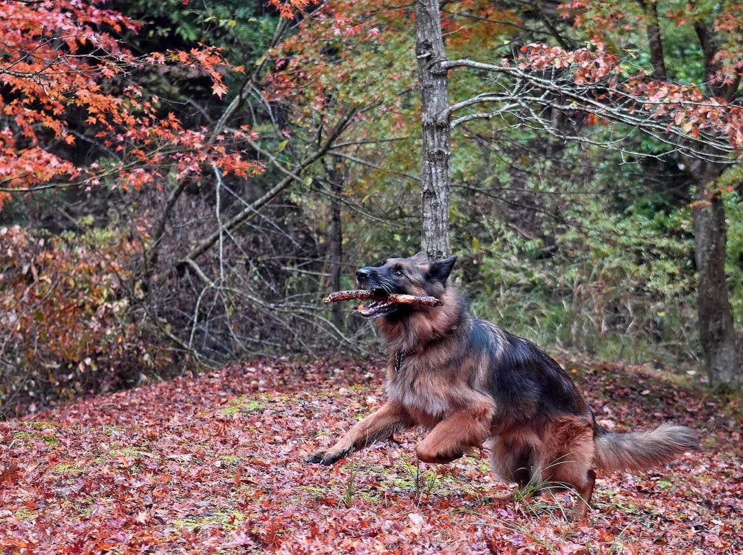 紅葉の絨毯でテンションアゲアゲ