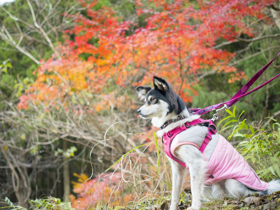 秋山のモミジとハナ