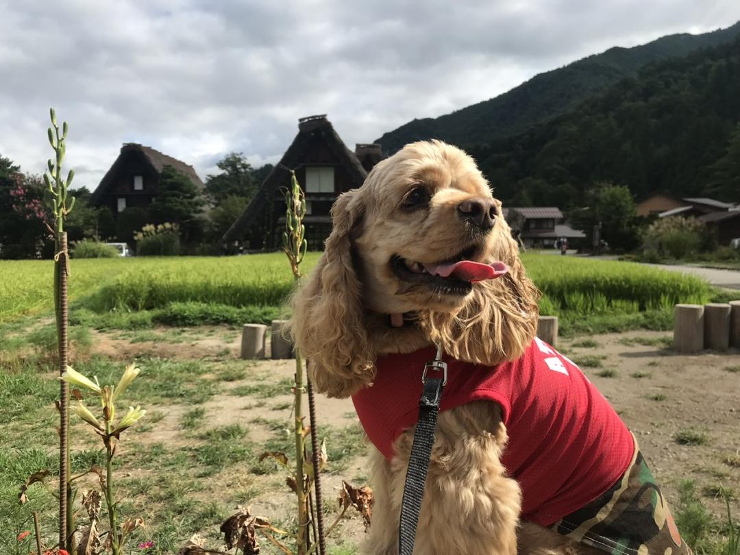 白川郷でブラすず