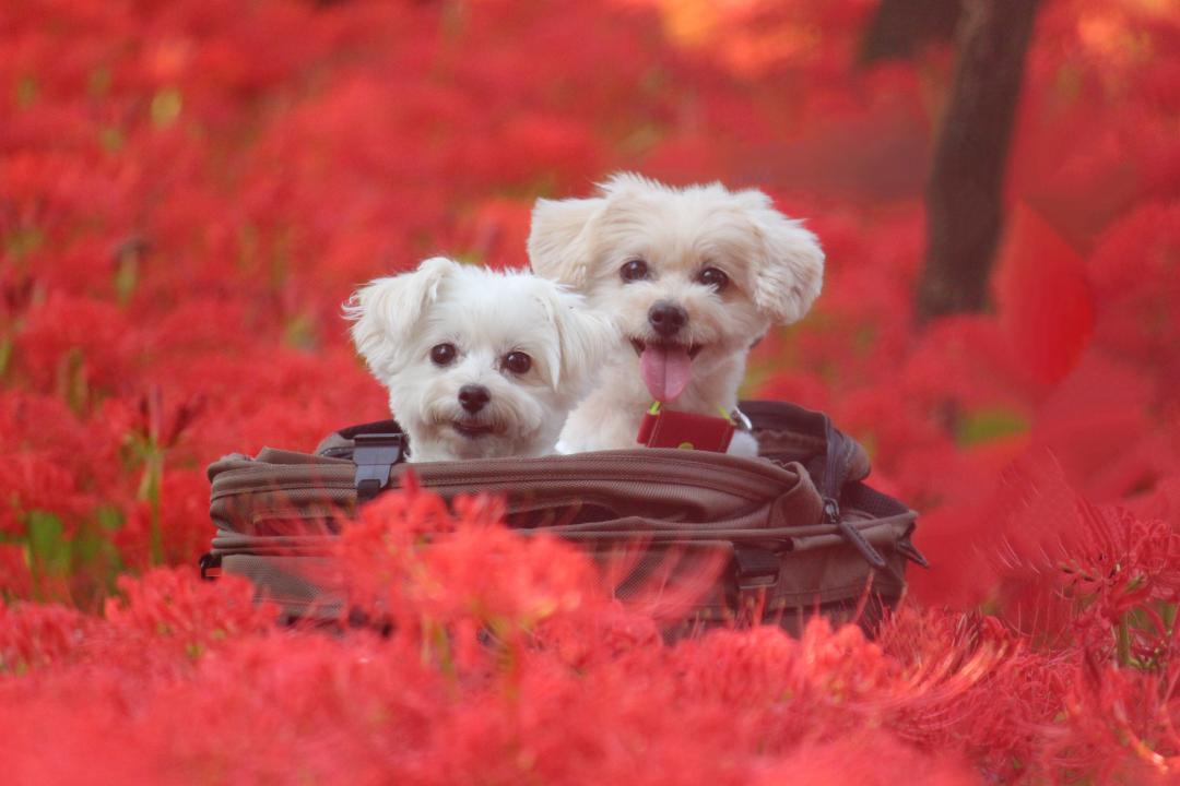 曼珠沙華と愛犬達