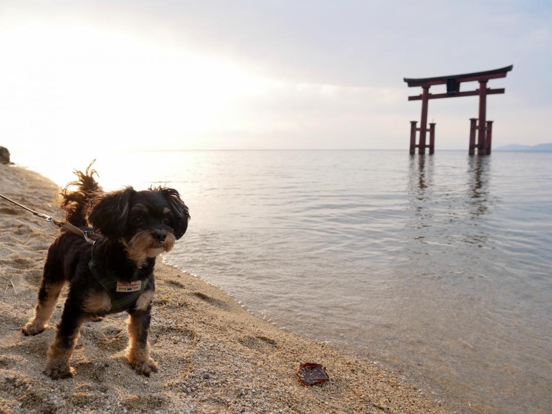 秋の朝日を浴びて