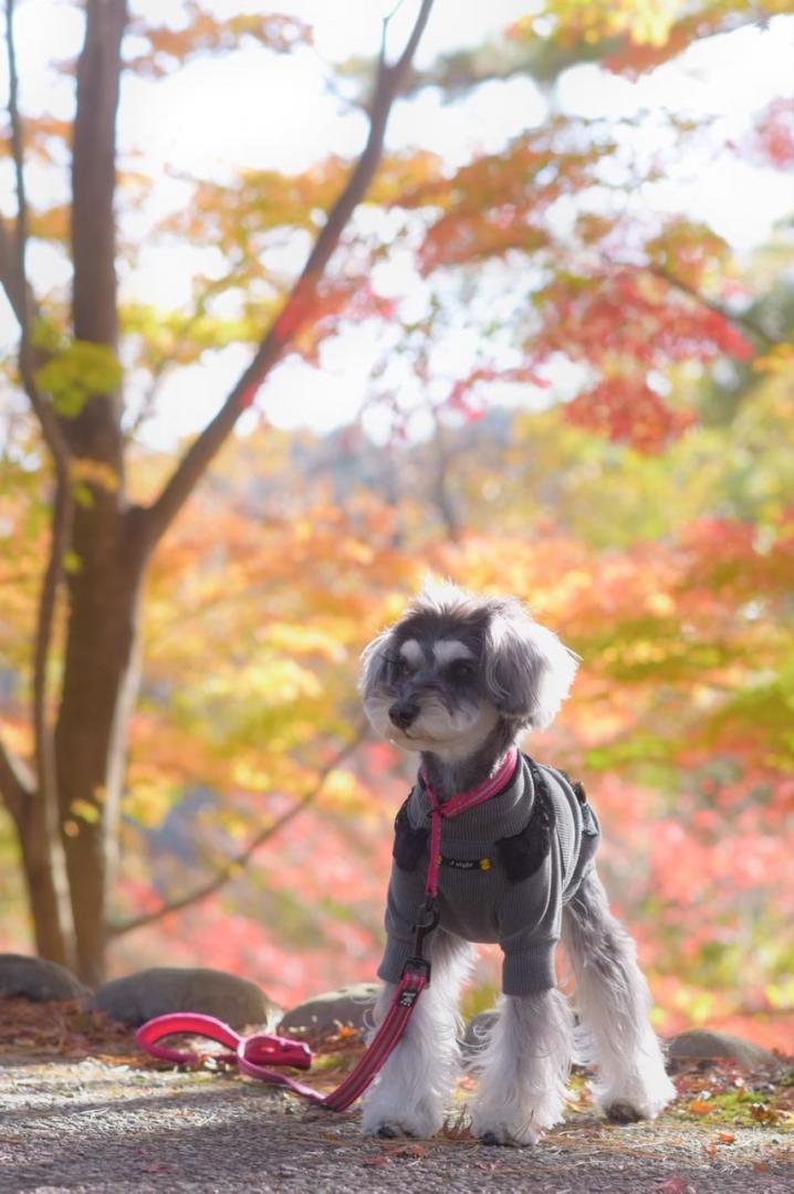 紅葉とレイ