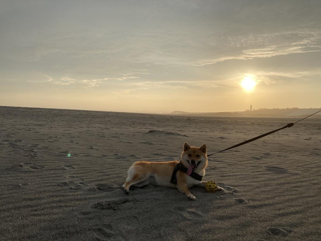 夕暮れ時と犬