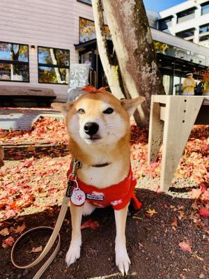 柴犬ドロン