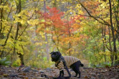 裏磐梯の紅葉