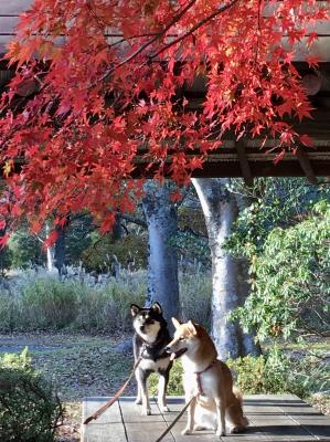 秋の夕暮れ　－平和公園で平和を願う－