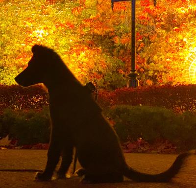 札幌の紅葉