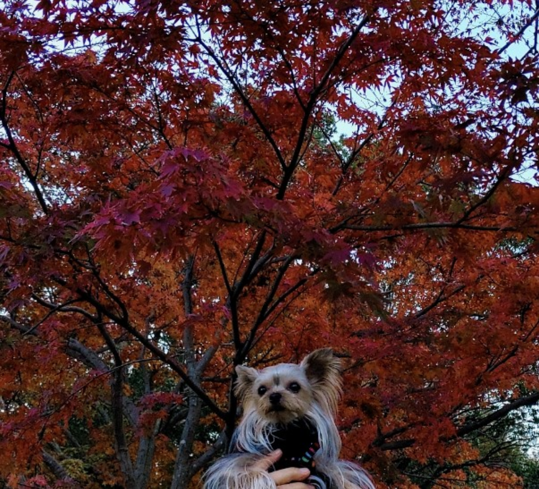 紅葉に溶け込む愛犬♡