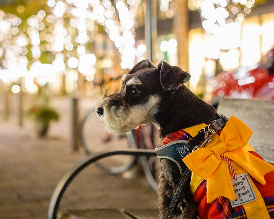 僕がクリスマスプレゼント