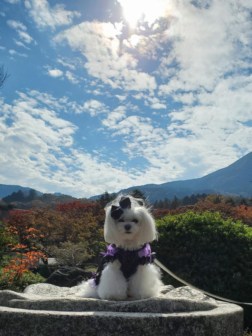 青空に魅せられて