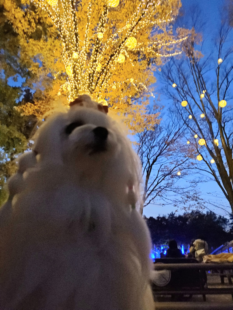 イルミネーションを見つめて